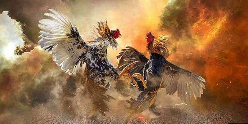 Hướng dẫn luật chọi gà cực kỳ đơn giản